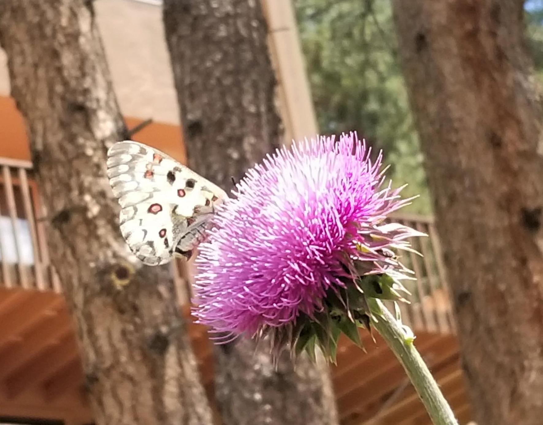 Kokopelli Inn Estes Park Eksteriør bilde
